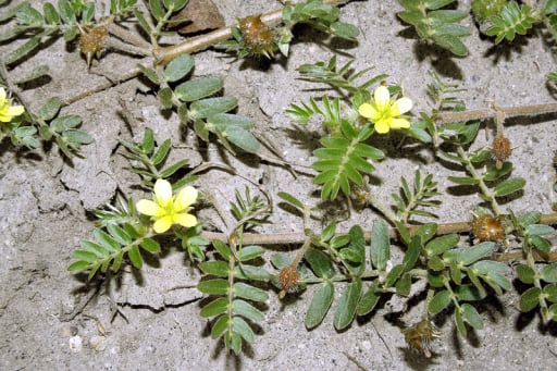 Tribulus Terrestris